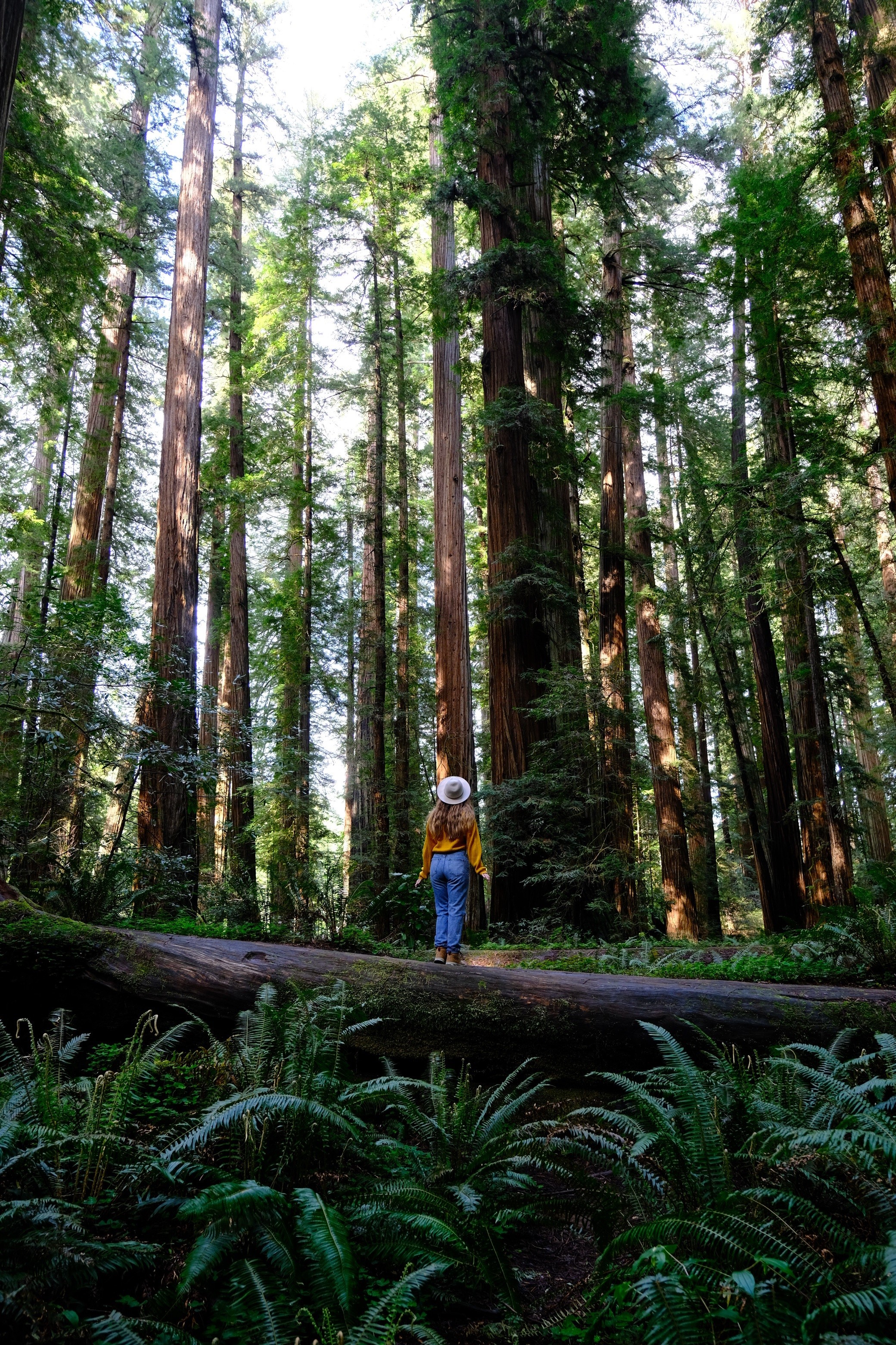 A perfect Getaway to the California Redwoods